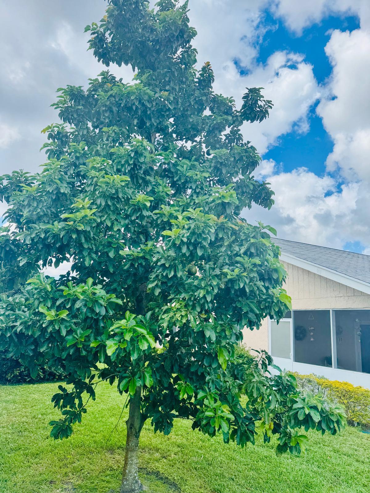 Avocado tree with fruits