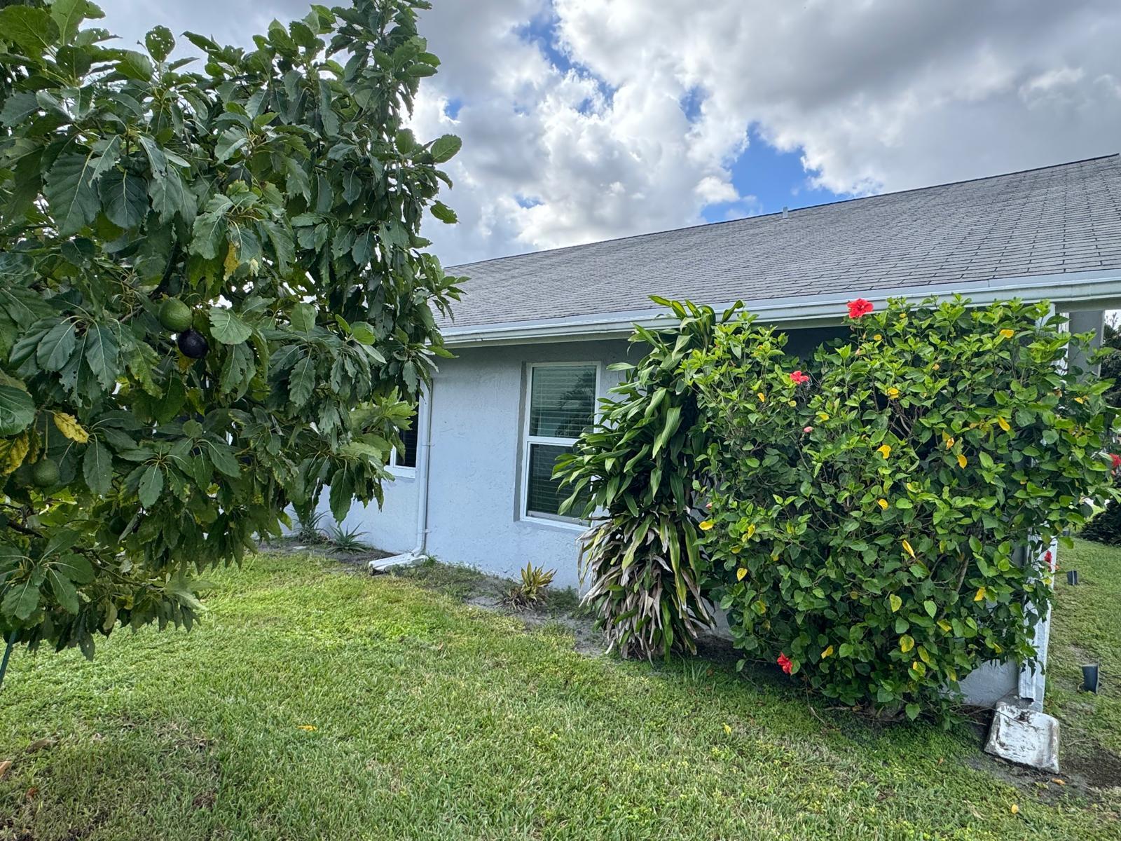 second avocado tree