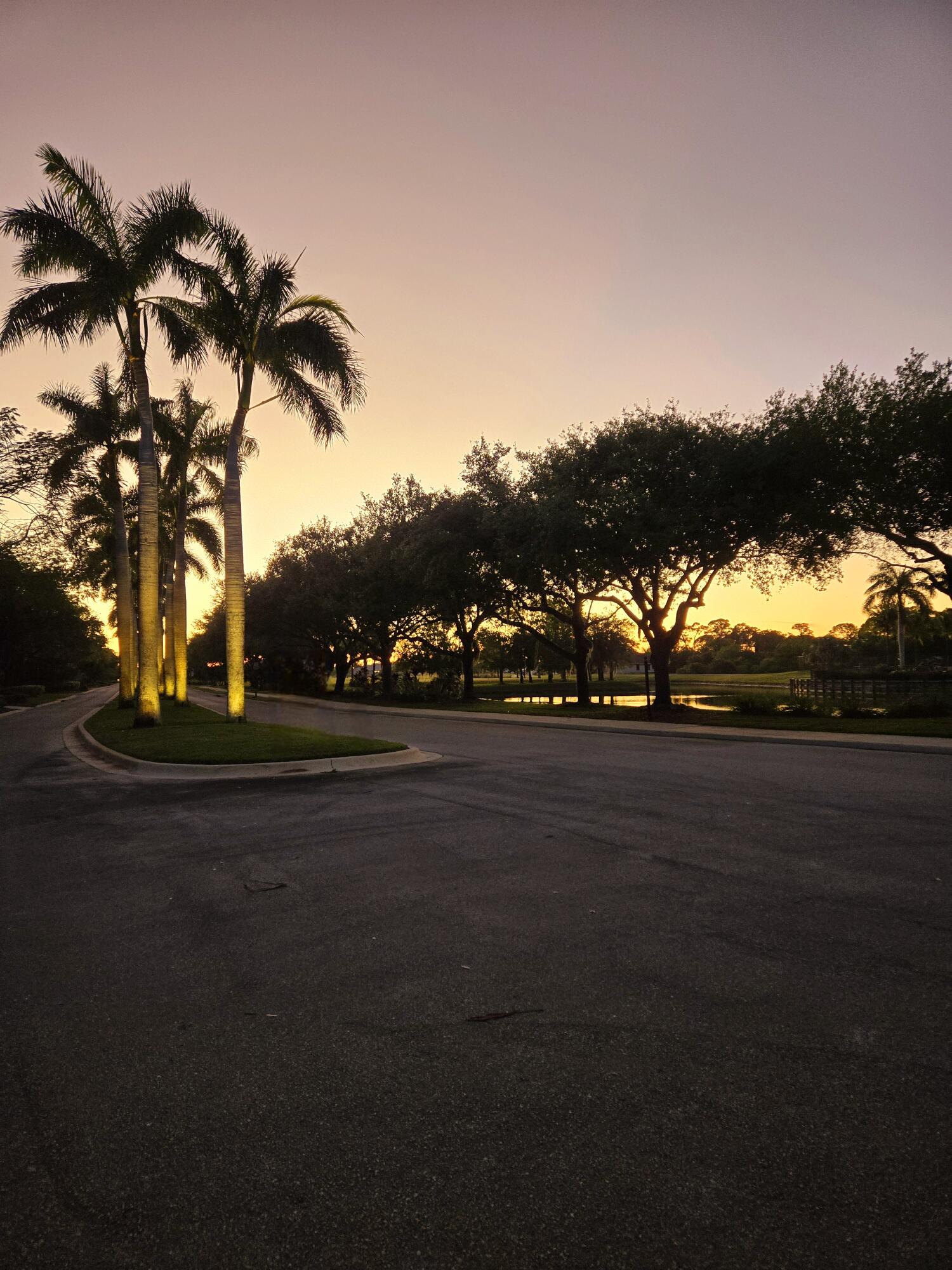 Twilight Entrance with Palm Tree lined road