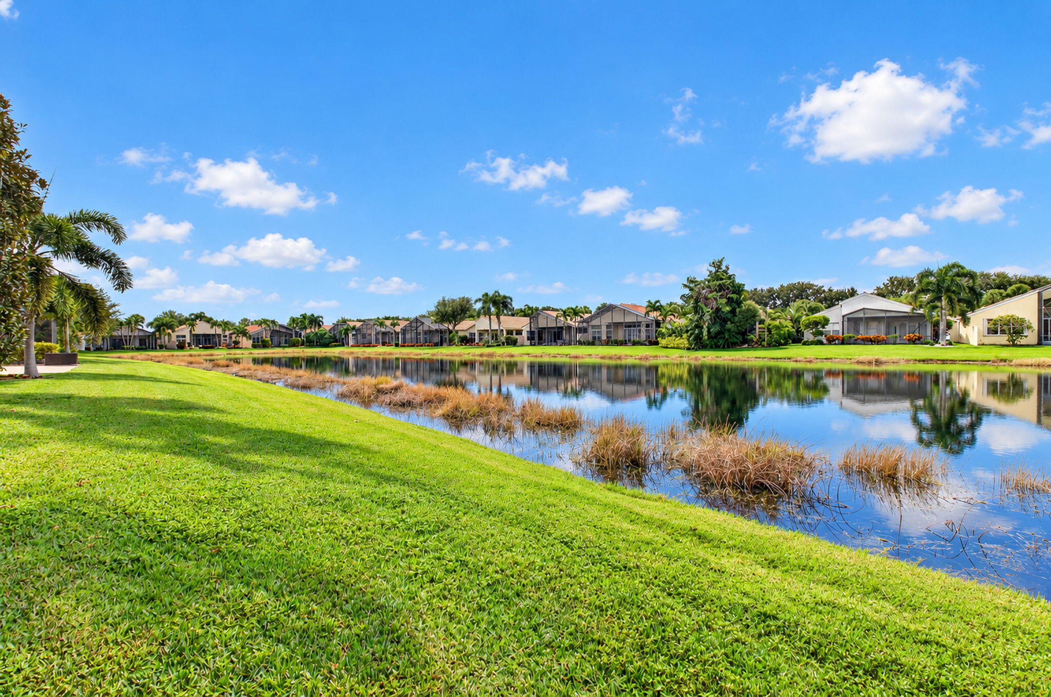 Waterfront property featuring a manicured lawn, natural shoreline vegetation, and mature palm trees