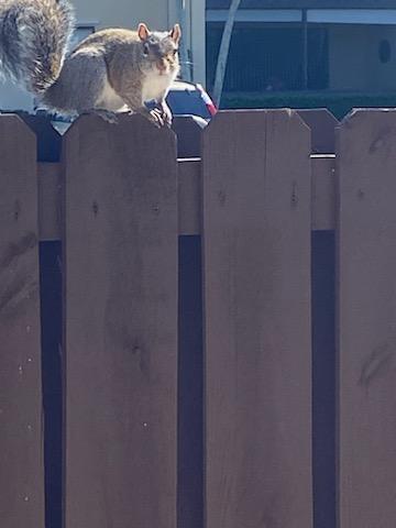 Furry Friends