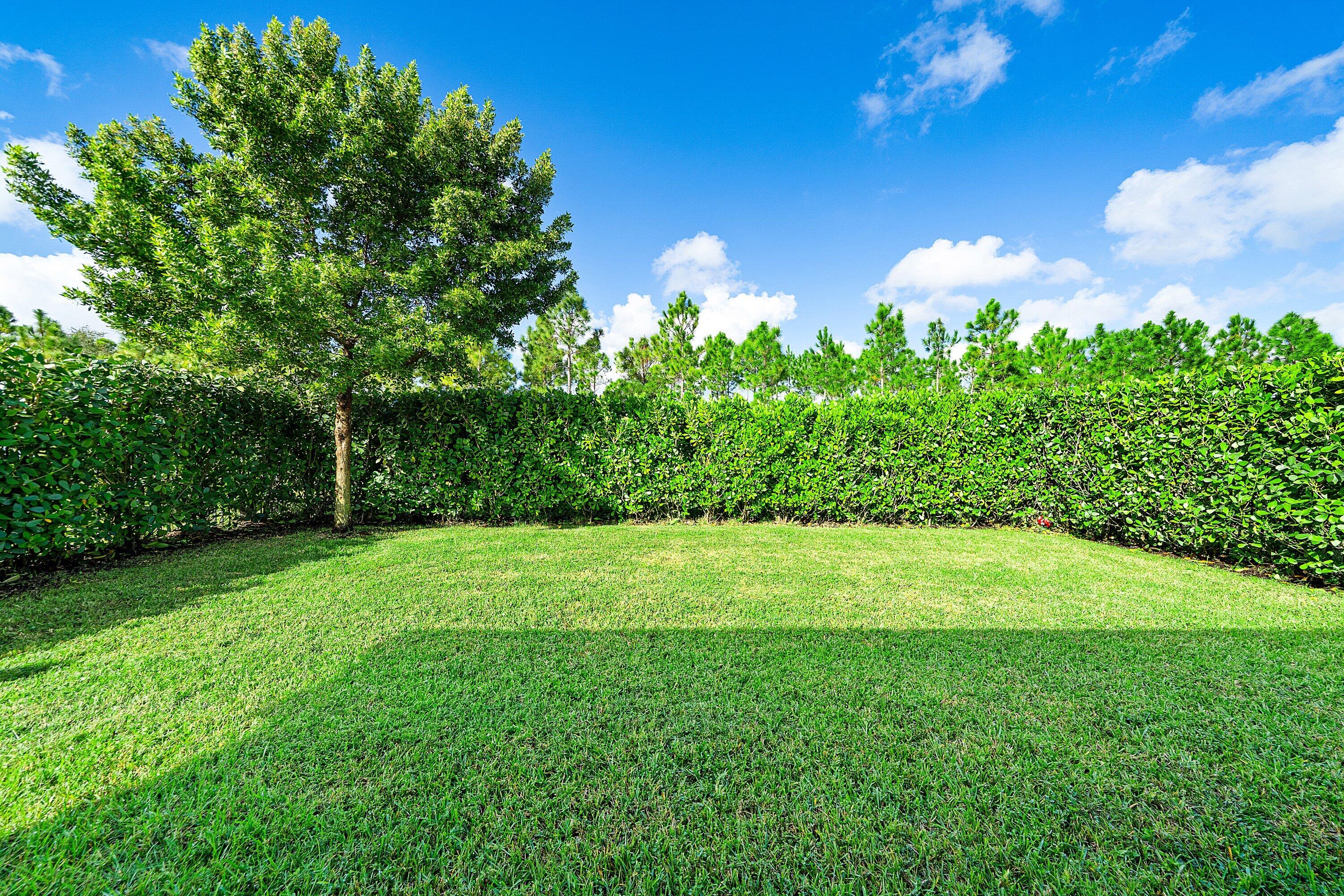 Back yard