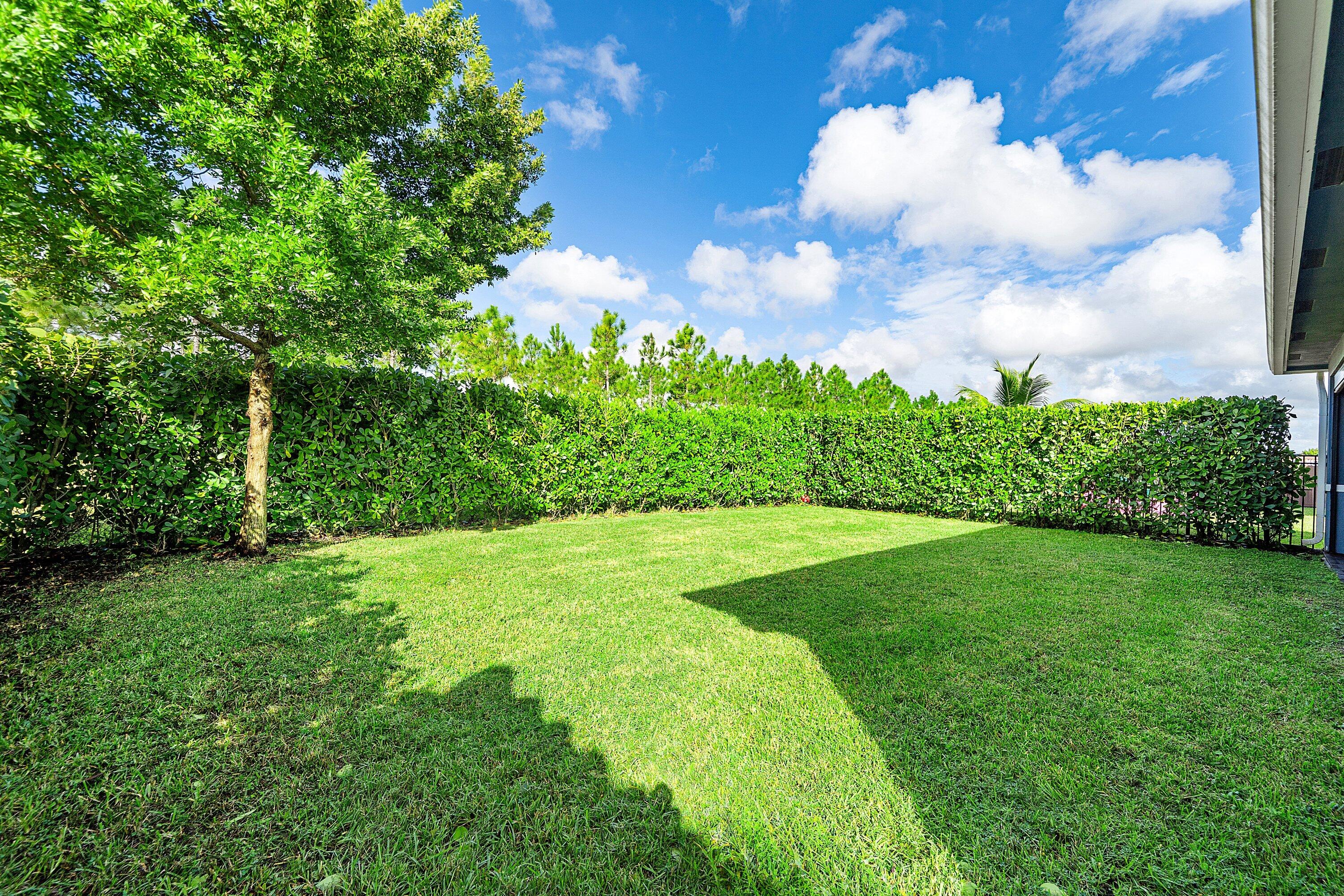 Back yard