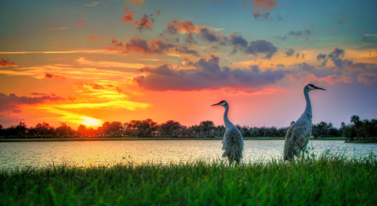 Sand Hill Cranes